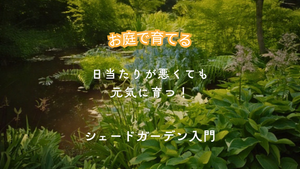 【日陰のお庭でも大丈夫】日当たりが悪くても元気に育つ!おすすめの植物・シェードガーデン入門