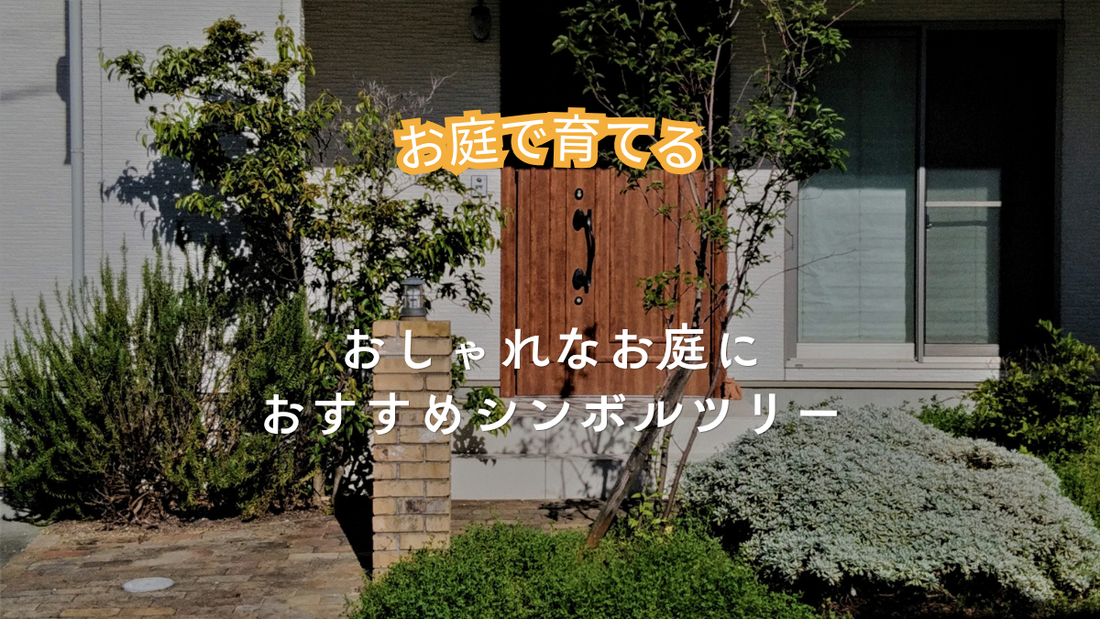 お庭がおしゃれに！おすすめのシンボルツリー5選