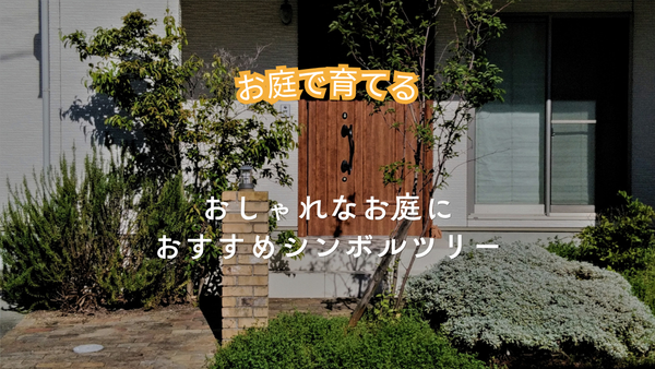お庭がおしゃれに！おすすめのシンボルツリー5選