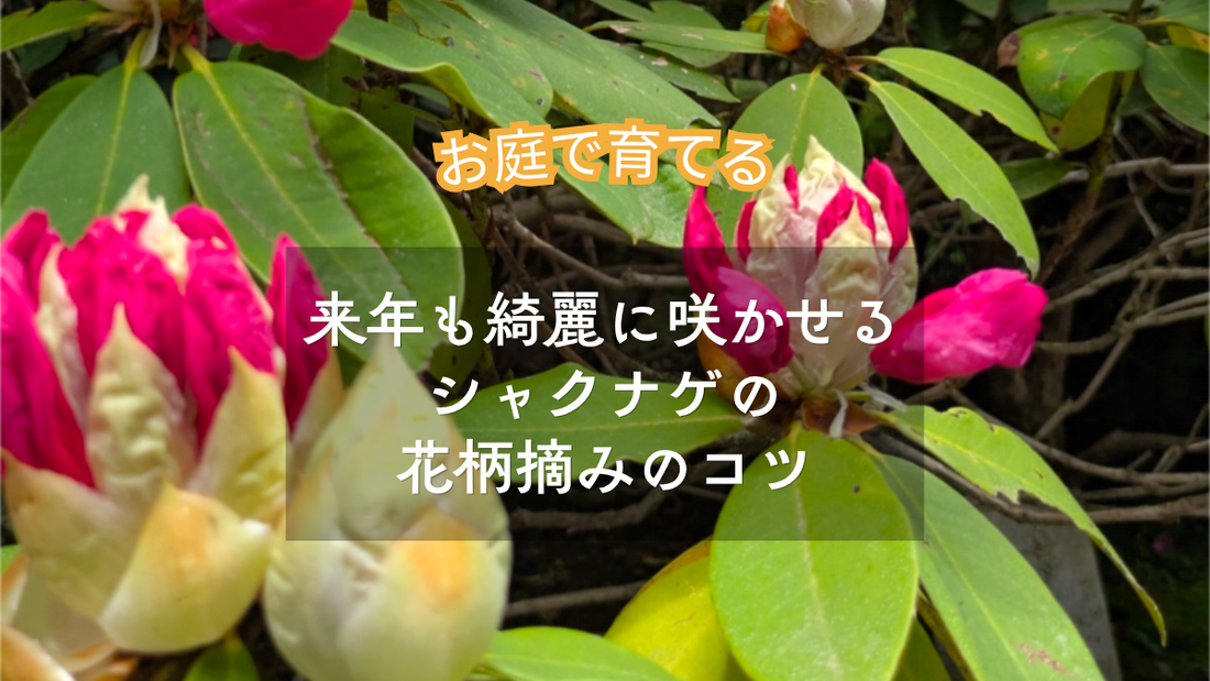 三田のお庭で楽しむシャクナゲのお手入れ｜来年も綺麗に咲かせる「花がら摘み」のコツ