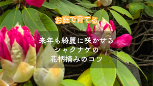 三田のお庭で楽しむシャクナゲのお手入れ｜来年も綺麗に咲かせる「花がら摘み」のコツ